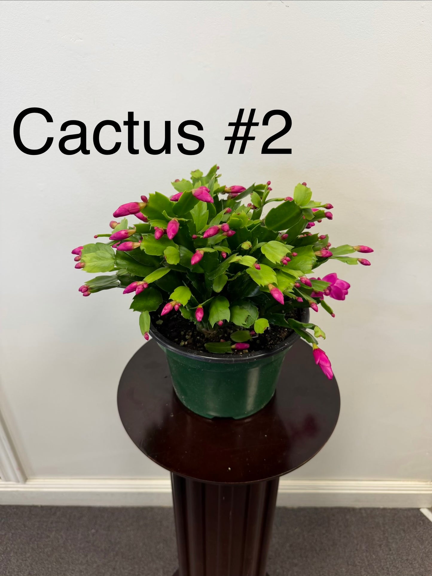 Christmas Cactus Zygocactus 8” Pot