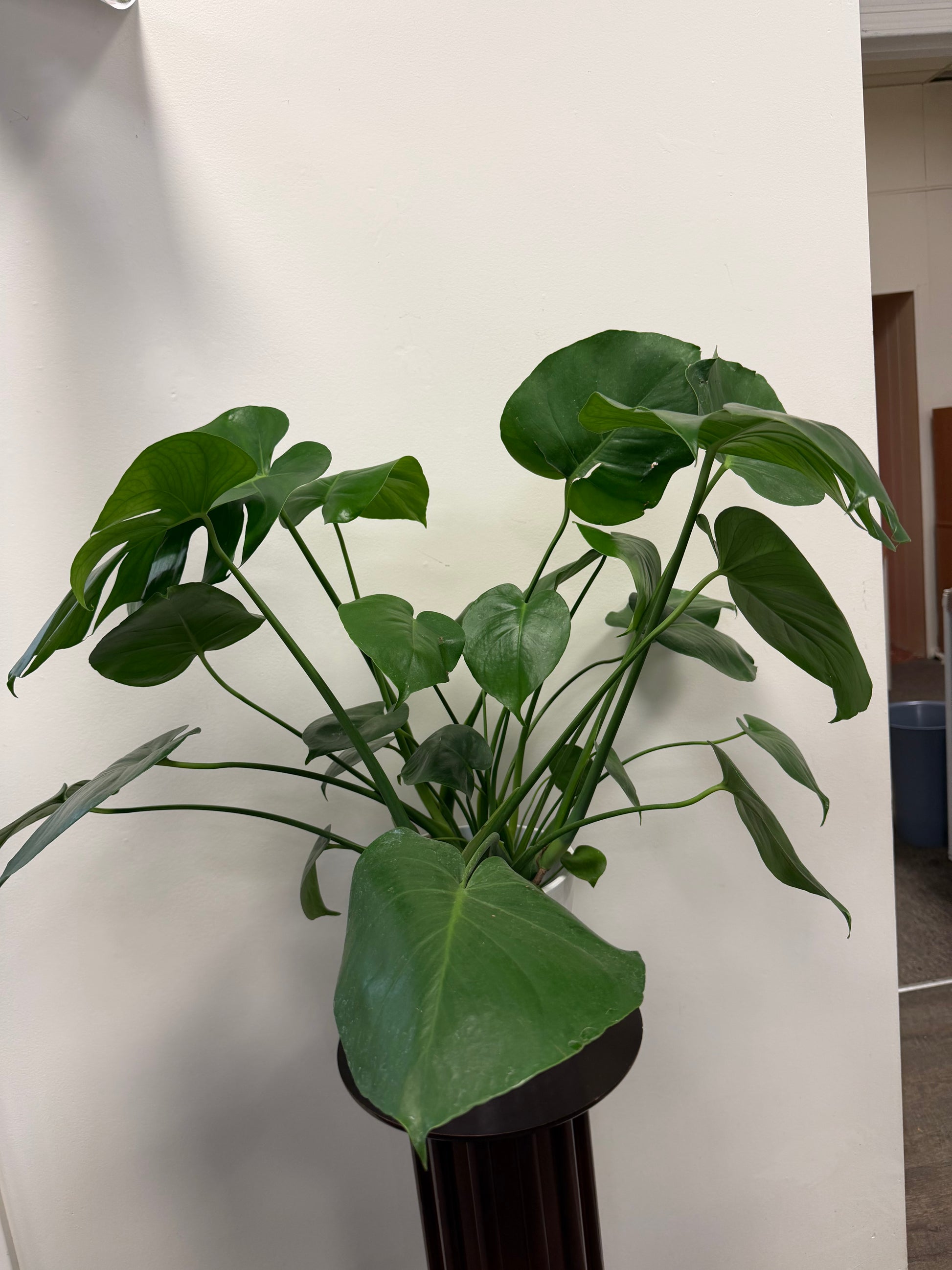 The Philodendron Monstera 6” by Posies Flowers & Fashion features large, glossy green leaves and comes in a ceramic pot, perfect for brightening up any indoor space.
