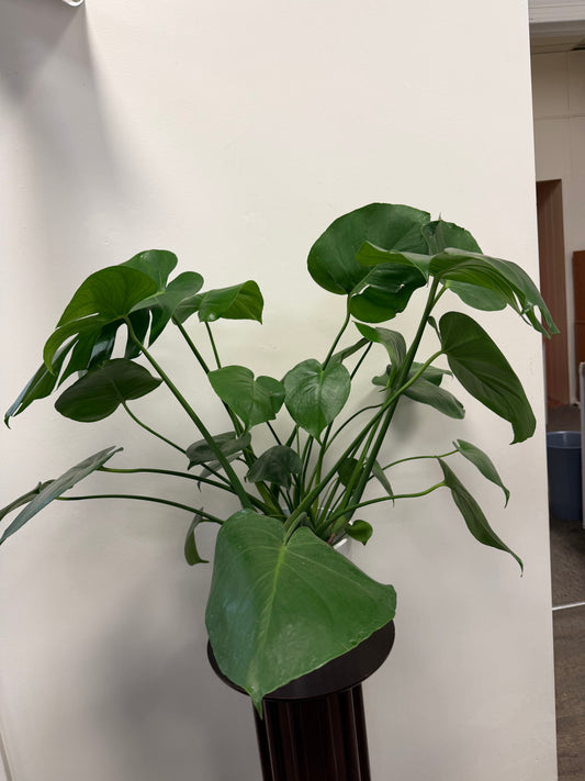 The Philodendron Monstera 6” by Posies Flowers & Fashion features large, glossy green leaves and comes in a ceramic pot, perfect for brightening up any indoor space.