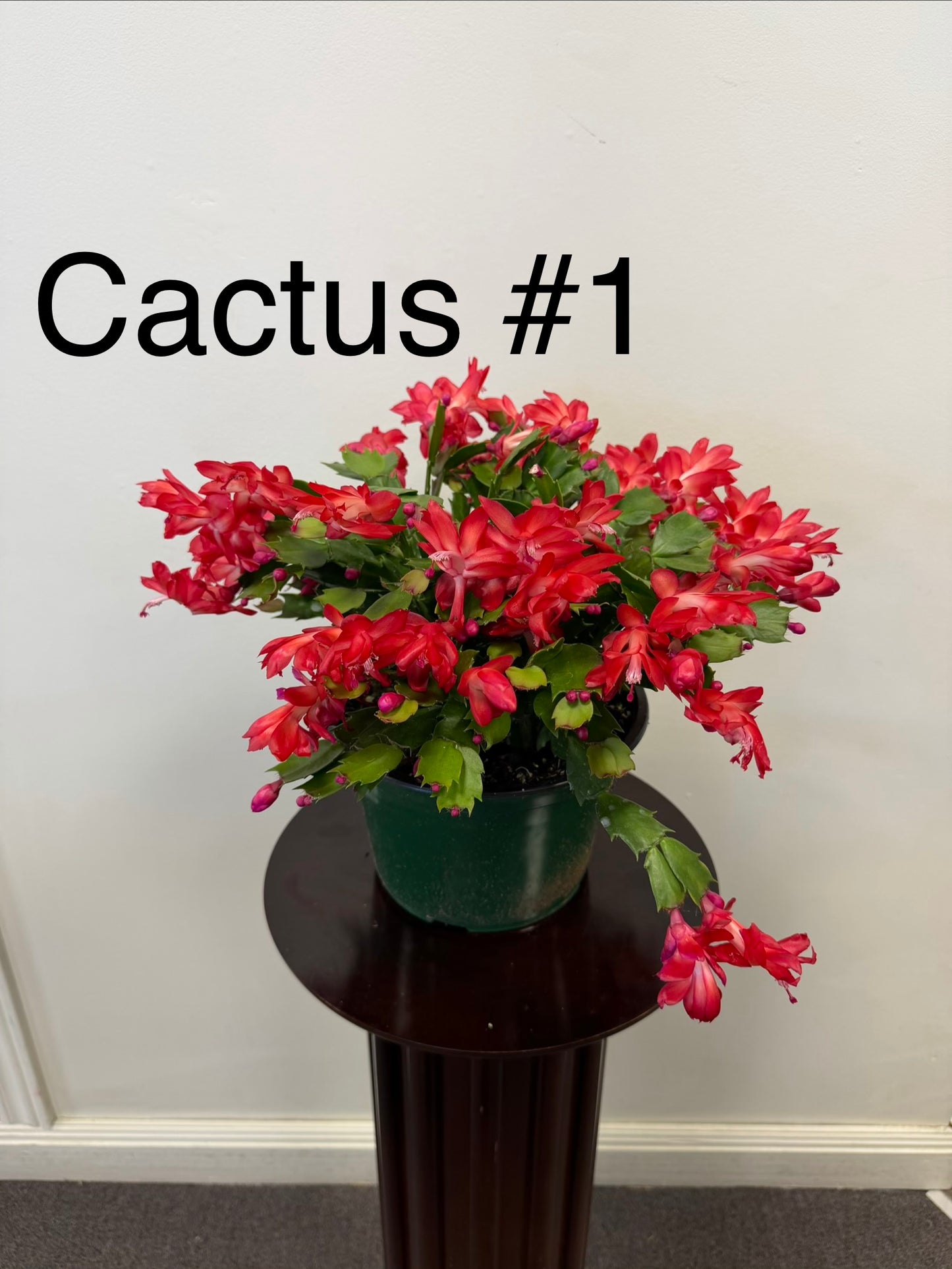 The Christmas Cactus Zygocactus in an 8” pot from Posies Flowers & Fashion, featuring vibrant red and pink blooms, is displayed on a dark wooden pedestal against a plain white wall. "Cactus #1" is written in bold black letters above.