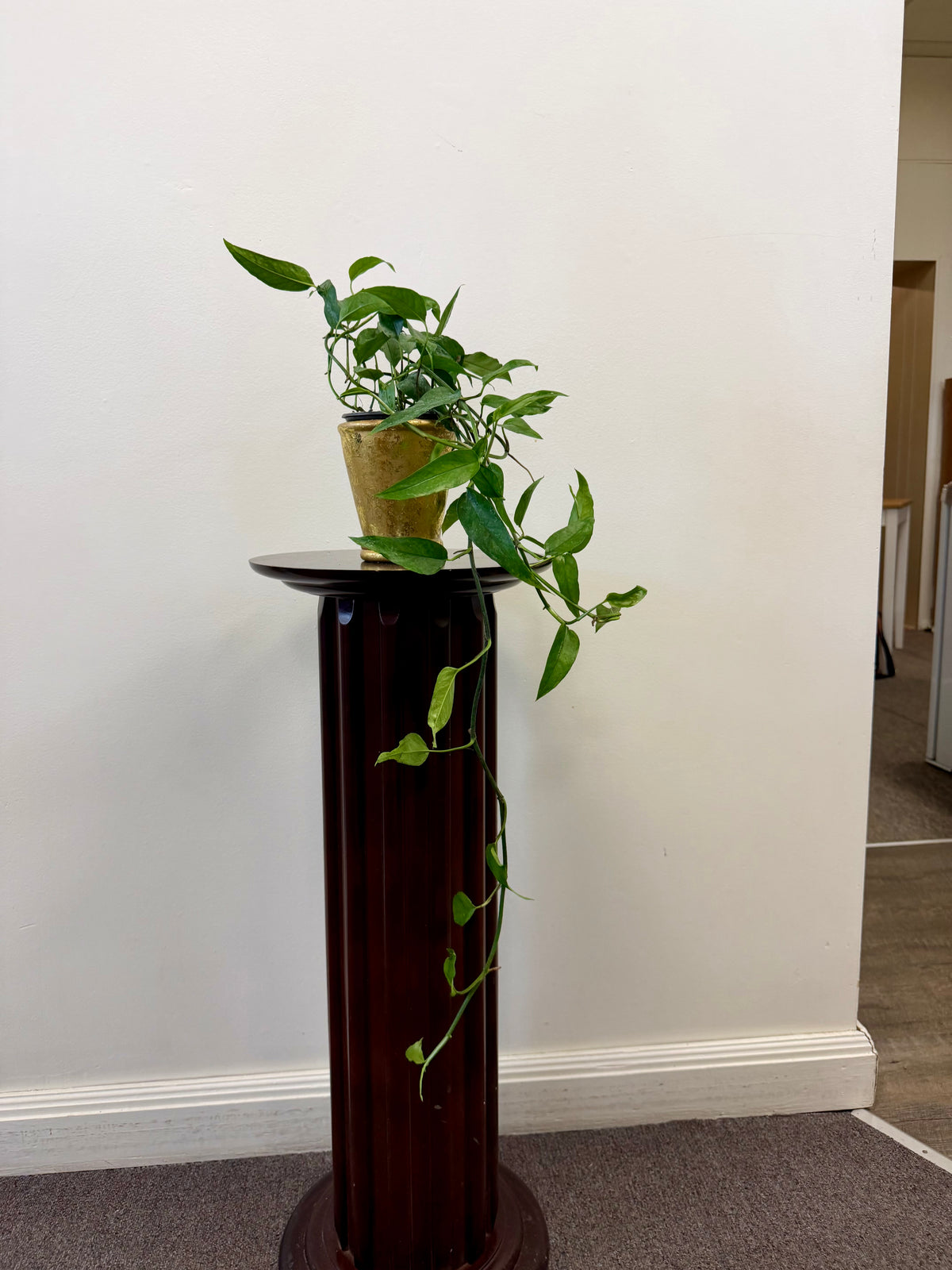 An Epipremnum Skeleton Key from Country Tropicals, in a 4 inch decorative pot, rests atop a tall, dark wooden pedestal against a plain white wall, its long green vines and uniquely shaped leaves gracefully cascading down the side.