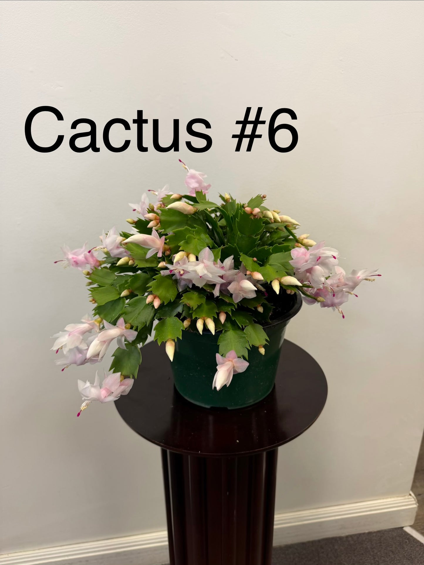 Christmas Cactus Zygocactus 8” Pot