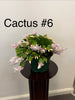 Christmas Cactus Zygocactus 8” Pot