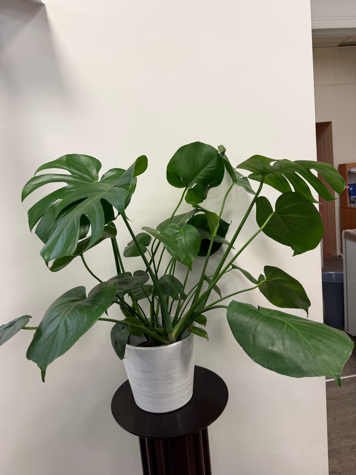 Philodendron Monstera 6” with Ceramic Pot