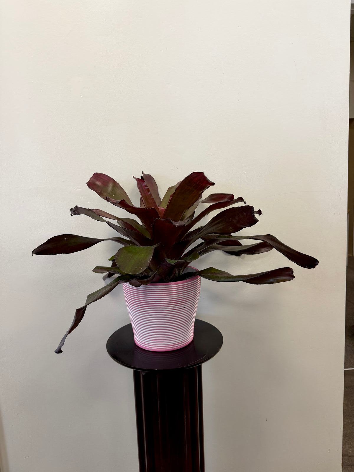 The Bromeliad Neoregelia Puppy Love by Country Tropicals, with its compact form and dark leaves, is displayed in a pink-striped pot on a small round pedestal against a plain white wall.
