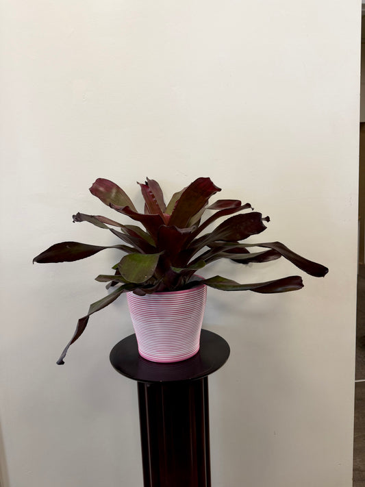 The Bromeliad Neoregelia Puppy Love by Country Tropicals, with its compact form and dark leaves, is displayed in a pink-striped pot on a small round pedestal against a plain white wall.