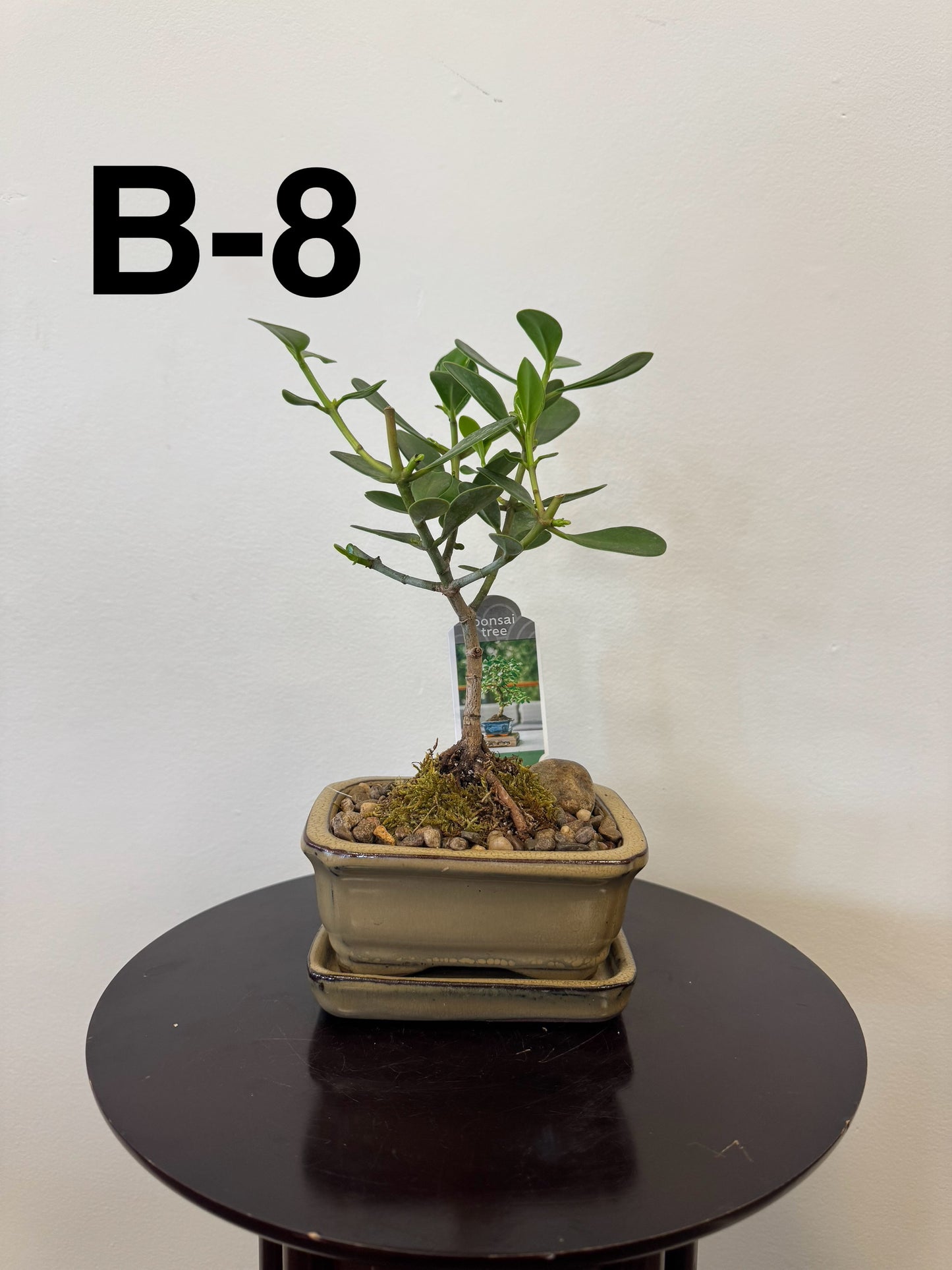5” Bonsai Small