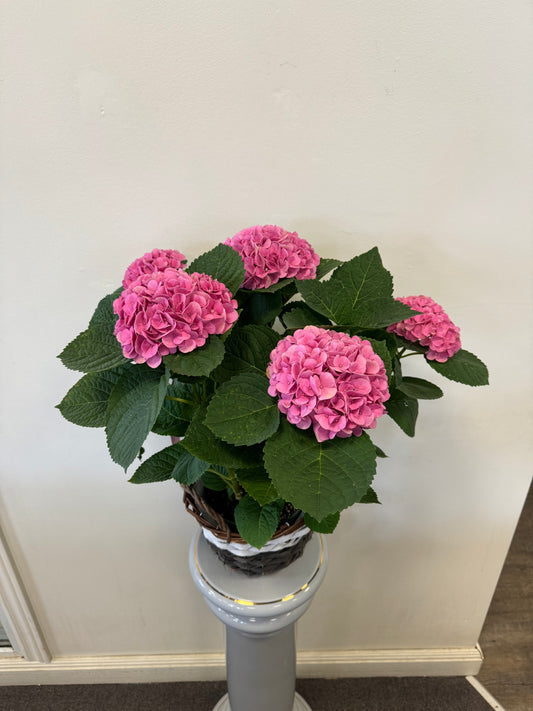 The Hydrangea Pink 9” Basket by Posies Flowers & Fashion features lush pink blooms and deep green leaves, displayed on a pedestal against a white wall—making it the perfect Mother’s Day gift.
