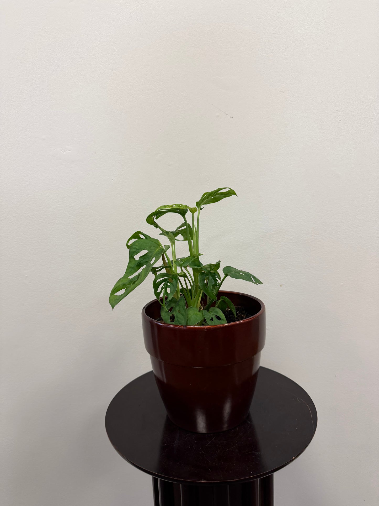 A Swiss Cheese Plant 6” from Posies Flowers & Fashion, with its distinctive holey green leaves, sits in a glossy brown ceramic pot atop a round black stand against a plain white wall.