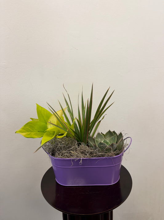 The Posies Flowers & Fashion Planter Tin, filled with assorted green succulents and dried moss, sits on a round dark wood table against an off-white wall—ideal for both indoor and outdoor decor.