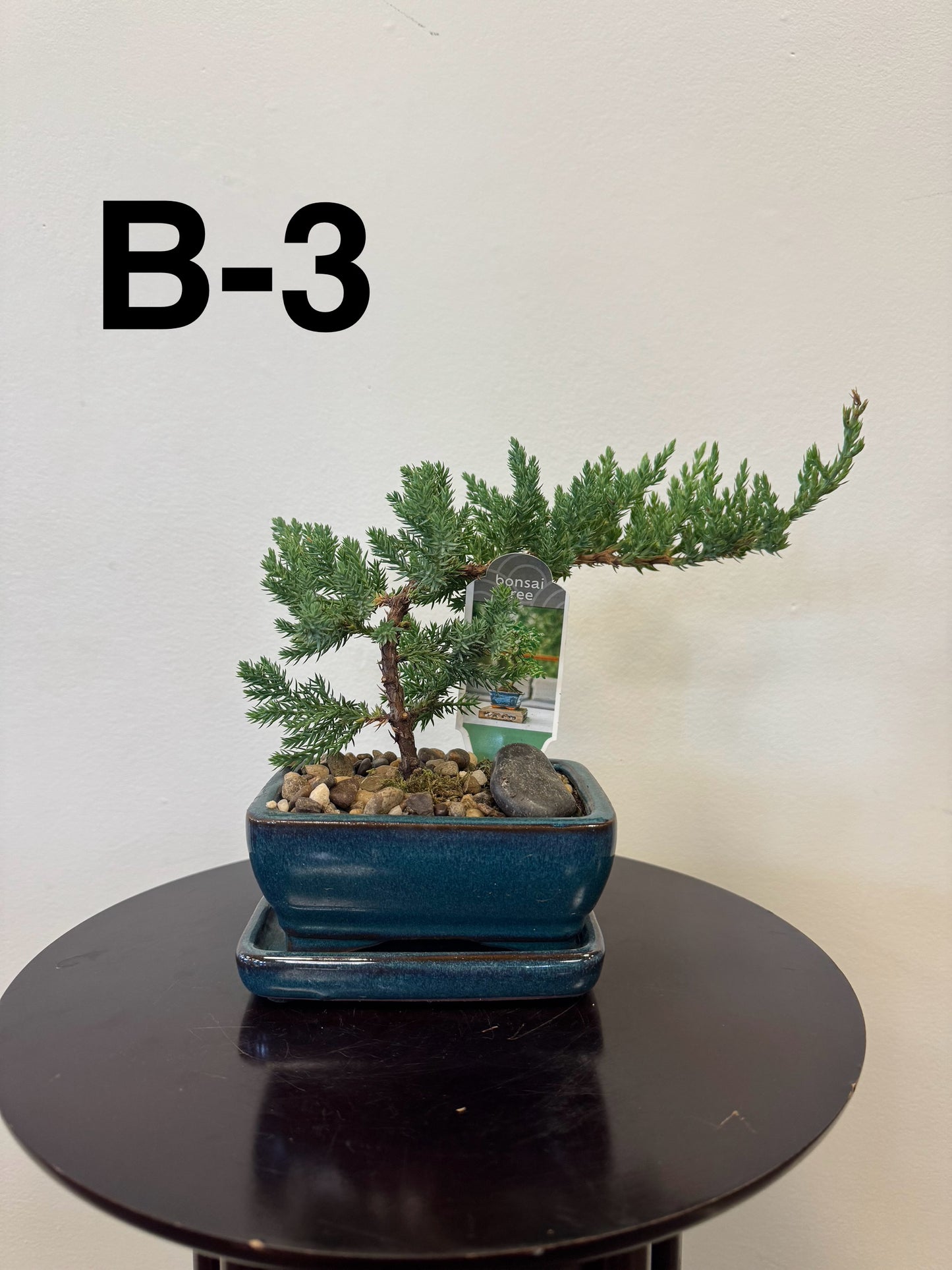 5” Bonsai Small