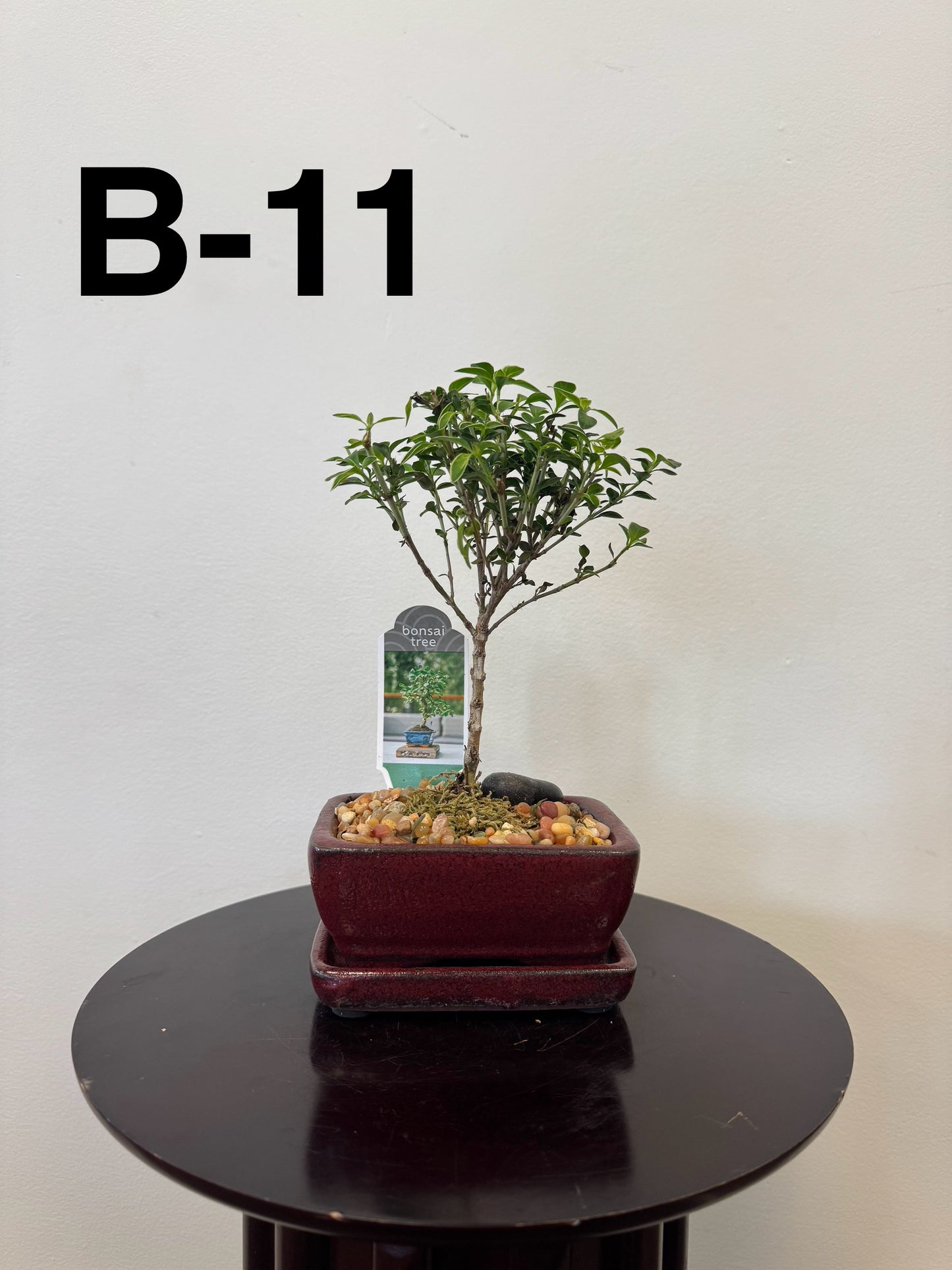 5” Bonsai Small