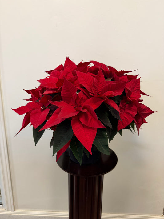 The Princettia 8” Pot by Posies Flowers & Fashion features vibrant red bracts and dark green leaves in a black pot, creating festive decor on a dark brown pedestal against a pale wall.