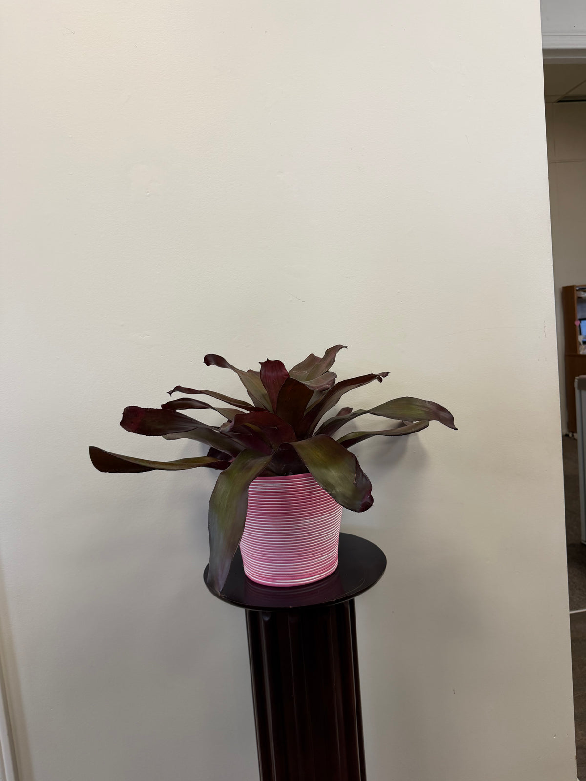 Bromeliad Neoregelia Puppy Love