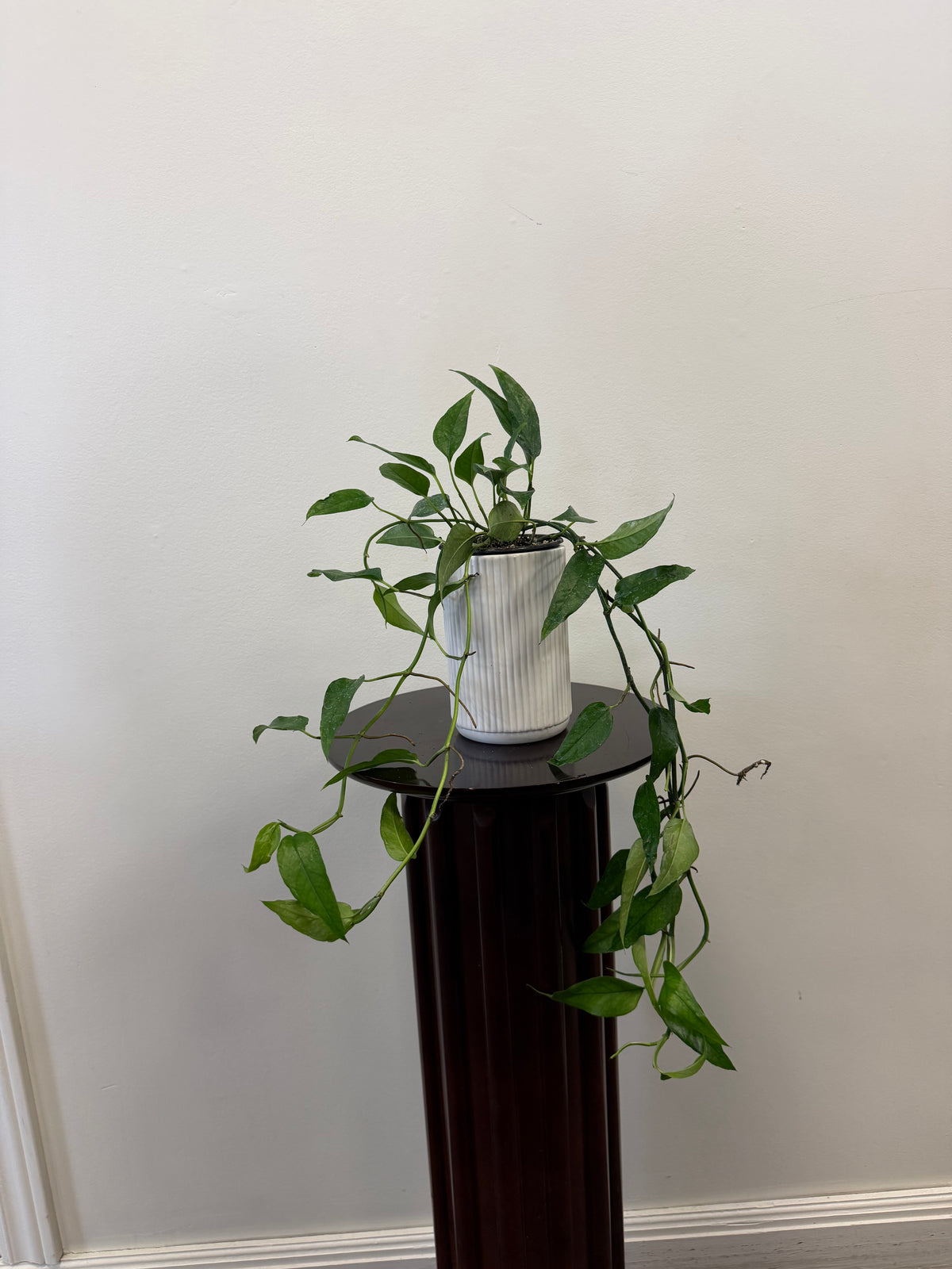 The Epipremnum Skeleton Key by Country Tropicals, featuring intricate skeleton-like leaves, is displayed in a 4-inch pot nestled within a 6-inch tall ceramic planter, elegantly perched on a dark wooden pedestal against a plain white wall.