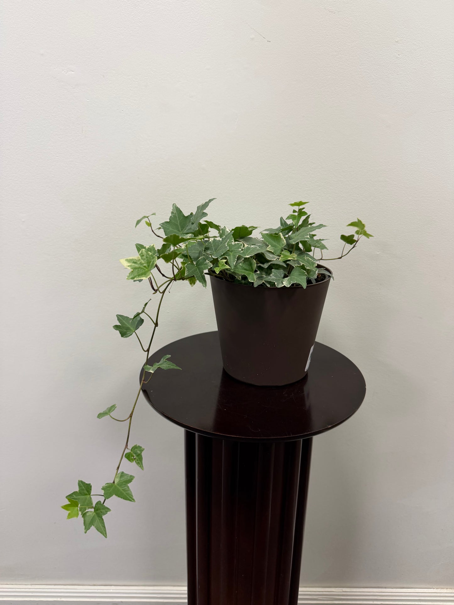 Variegated English Ivy 6”