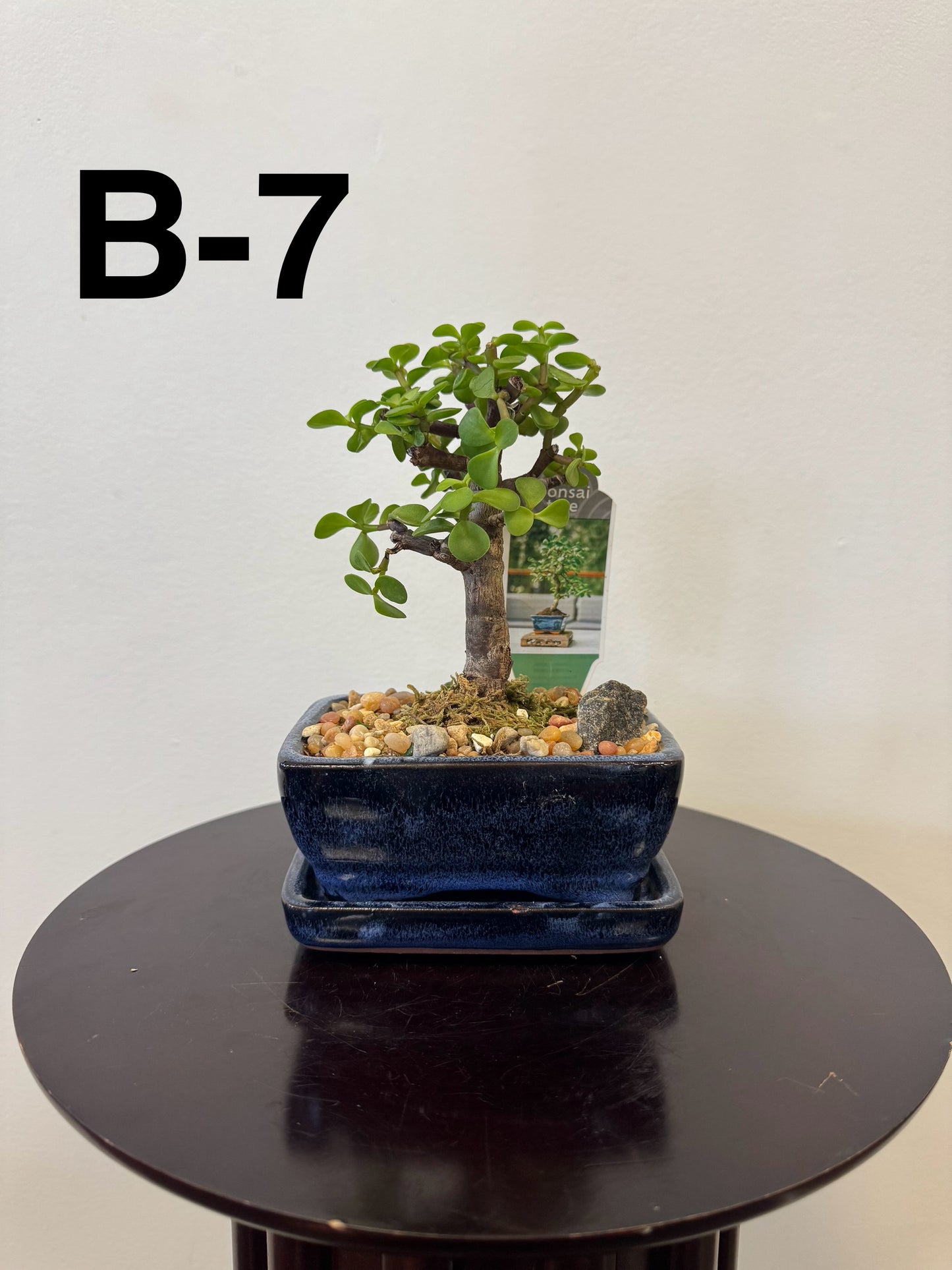 5” Bonsai Small