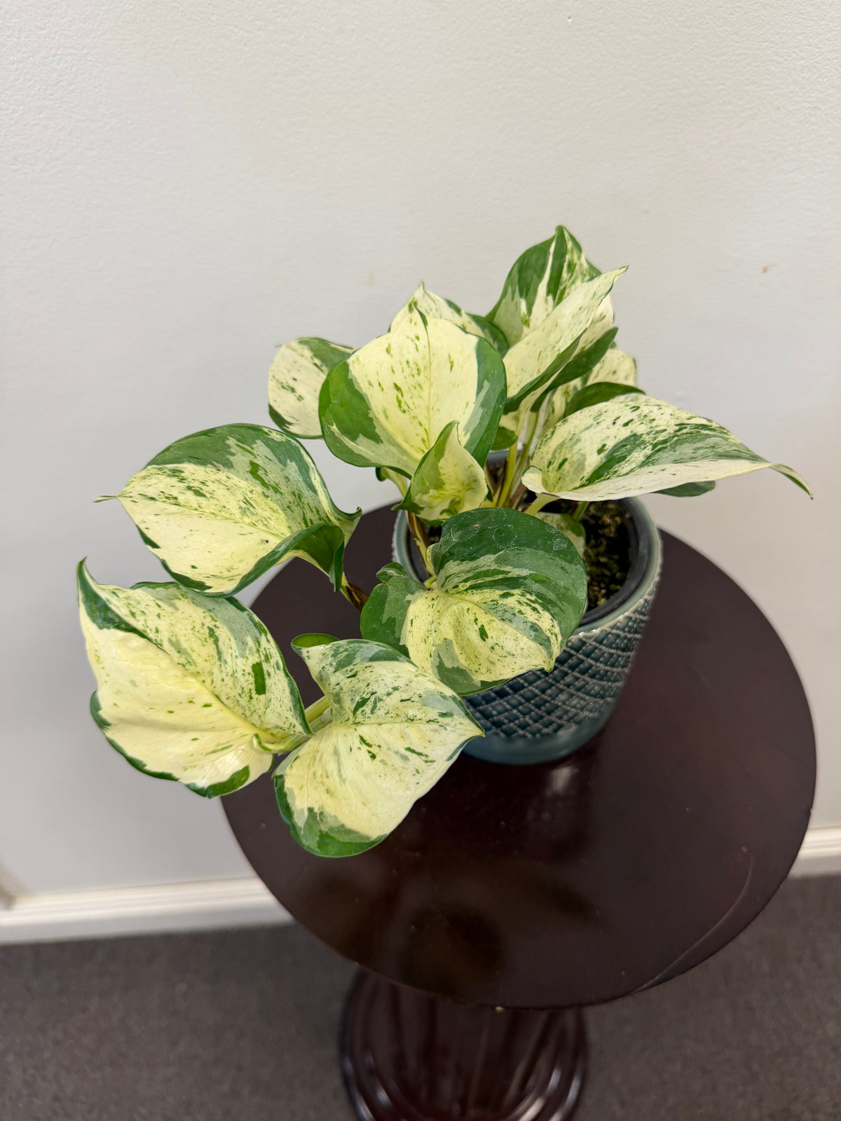 Pothos Manjula - 4 inch pot