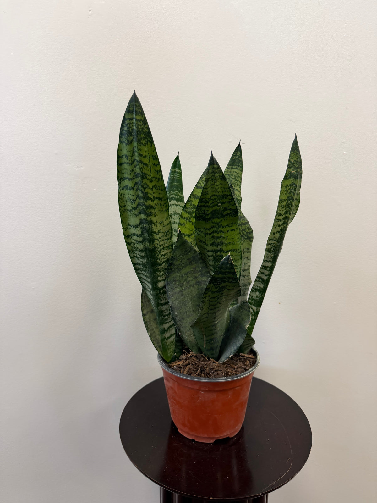 Sansevieria Superba Robusta - 6 inch pot