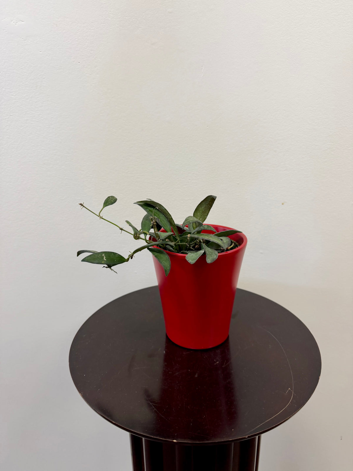 A Hoya Rosita from Country Tropicals, featuring long stems and fuzzy green leaves in a red 4-inch pot, sits on a dark round table against a plain white background.