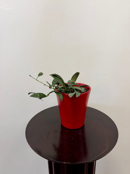 A Hoya Rosita from Country Tropicals, featuring long stems and fuzzy green leaves in a red 4-inch pot, sits on a dark round table against a plain white background.
