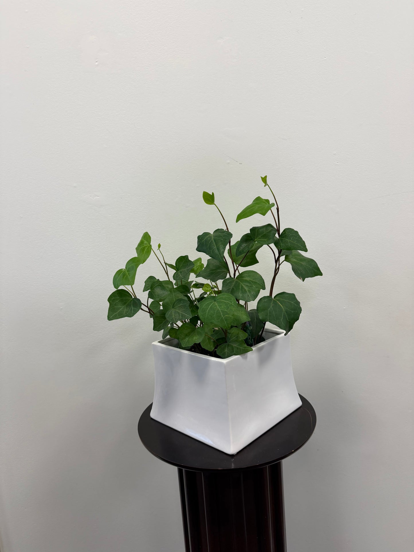 The English Ivy Cheese Plant 6” from Posies Flowers & Fashion, displayed in a white ceramic pot, rests on a round dark pedestal against a plain white wall.