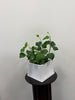 The English Ivy Cheese Plant 6” from Posies Flowers & Fashion, displayed in a white ceramic pot, rests on a round dark pedestal against a plain white wall.