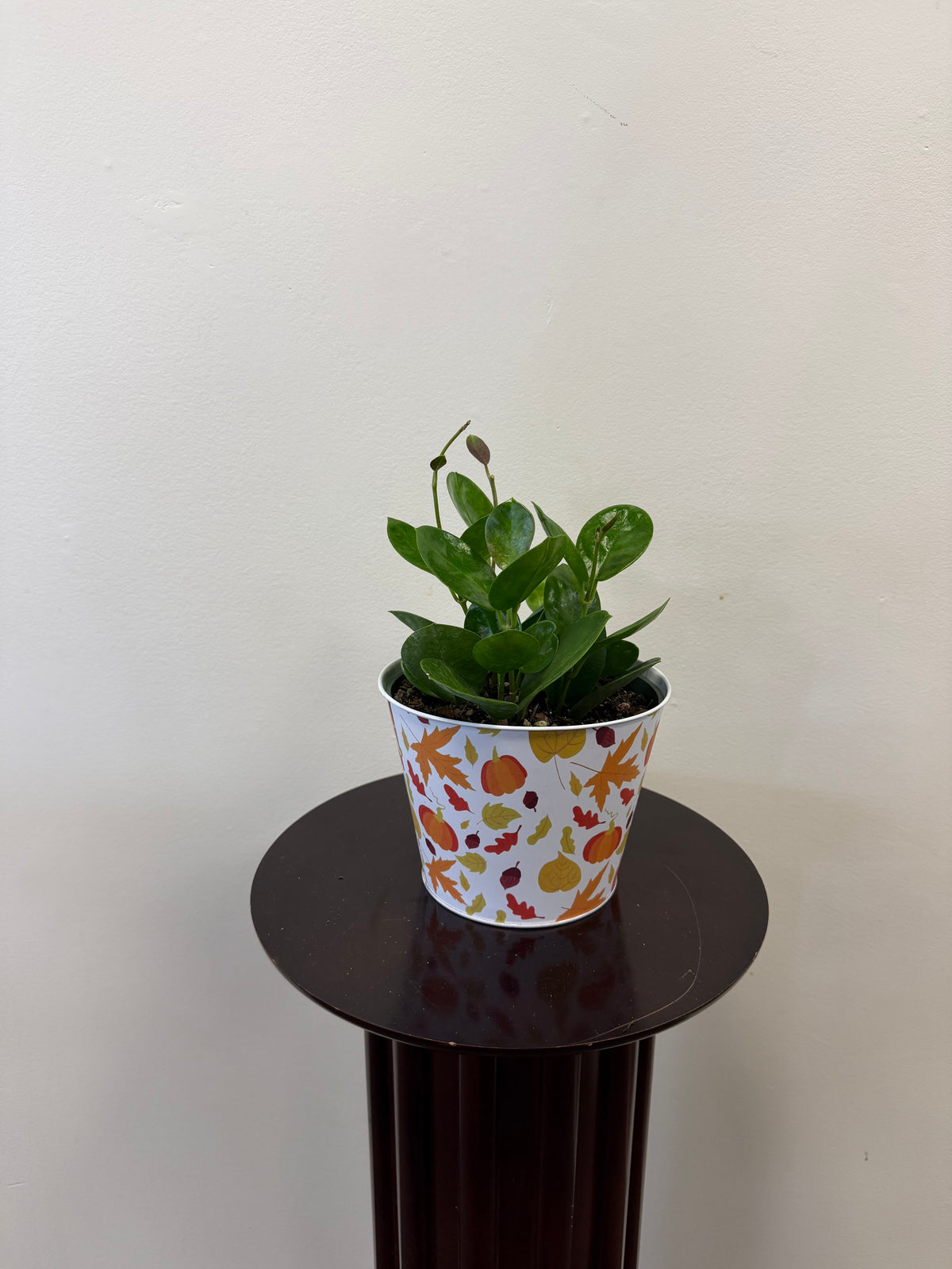 Hoya Australis - 6 inch pot