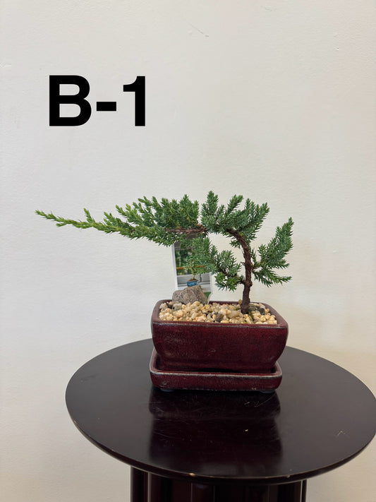 The 5” Bonsai Small by Posies Flowers & Fashion, with dense green foliage in a maroon pot, sits on a round black table against a white background—a lasting and thoughtful Mother’s Day gift.