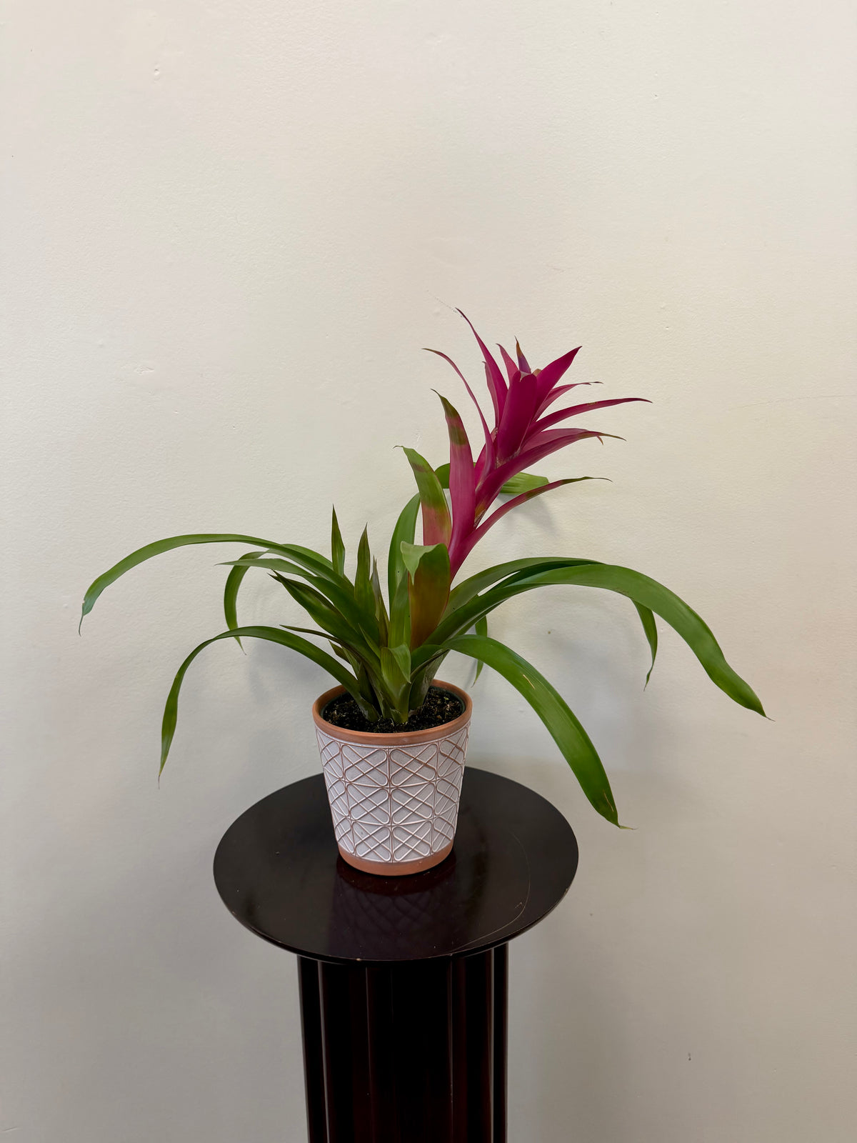 A Bromeliad Guzmania (Assorted) from Country Tropicals, with its glossy green leaves and vibrant coloured bract, sits in a classic pot atop a small round black stand against a plain off-white wall, creating an eye-catching display that requires minimal care.