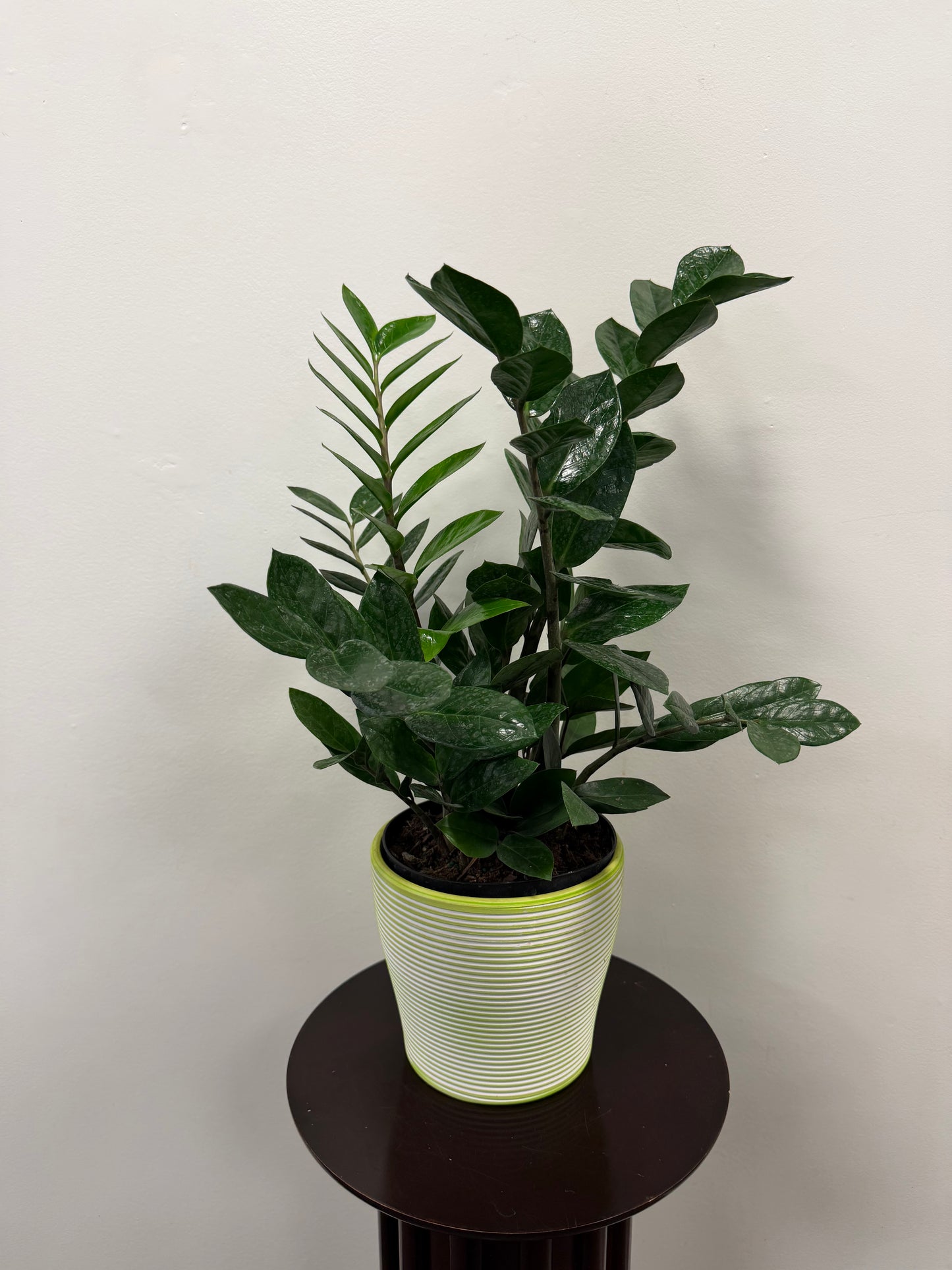 The Posies Flowers & Fashion ZZ Plant 6” with glossy dark green leaves comes in a light green and white striped ceramic pot, set on a dark round table against a plain white wall.