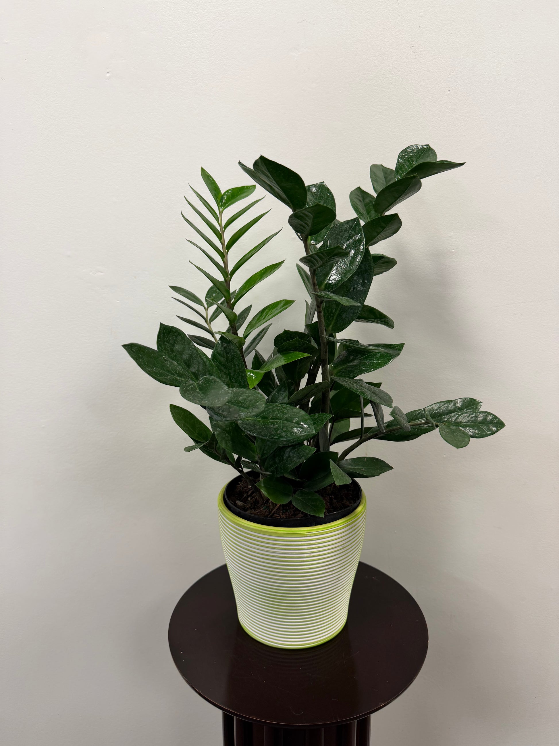 The Posies Flowers & Fashion ZZ Plant 6” with glossy dark green leaves comes in a light green and white striped ceramic pot, set on a dark round table against a plain white wall.