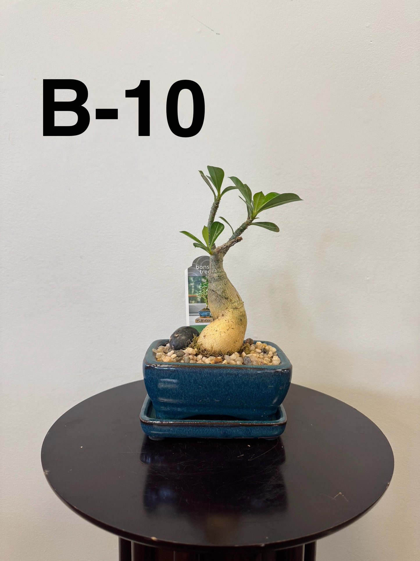 5” Bonsai Small