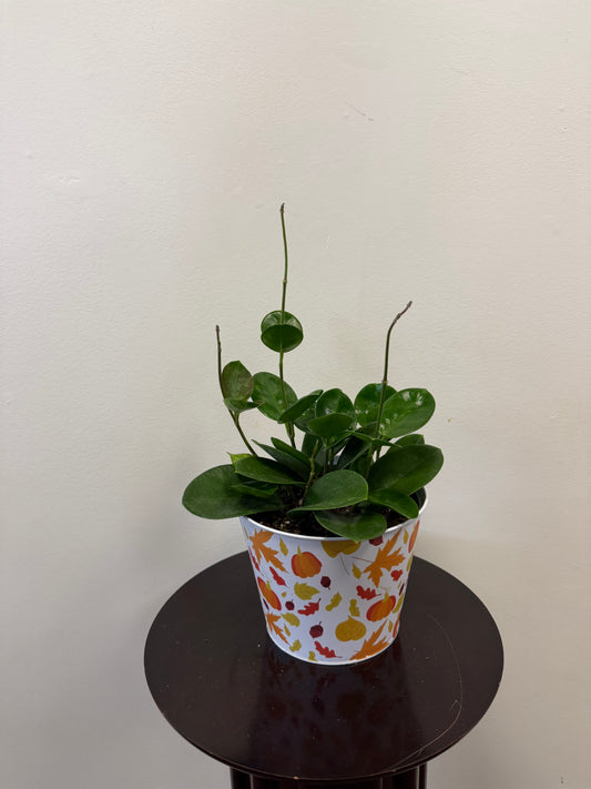 A Hoya Australis from Country Tropicals, in a 6 inch pot adorned with colorful fall-themed patterns of pumpkins and leaves on a white background, sits atop a dark round table against a plain beige wall. Its round, glossy leaves add vibrant greenery to the setting.