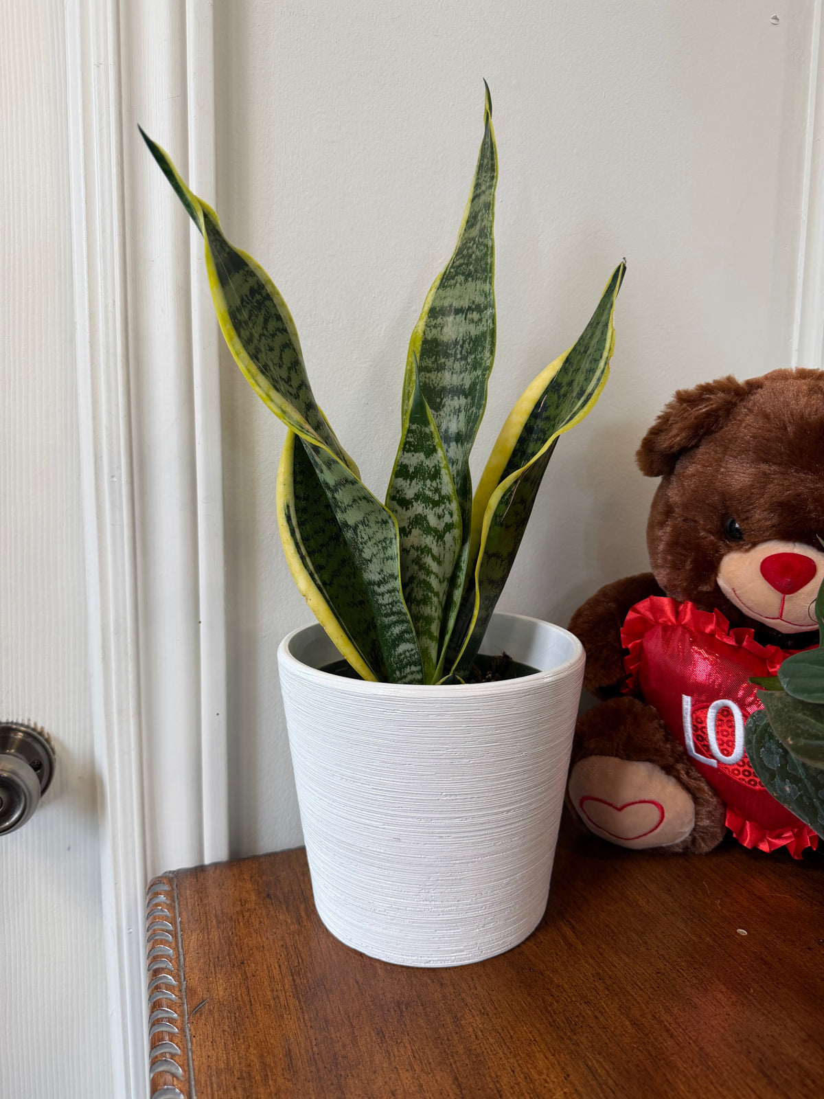 Sansevieria Futura Superba - 6 inch