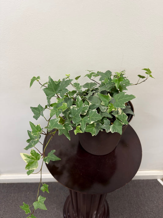 The Variegated English Ivy 6” from Posies Flowers & Fashion, featuring green leaves with white edges, sits on a dark round table by a light wall, its vines gracefully trailing over the pot and tabletop.