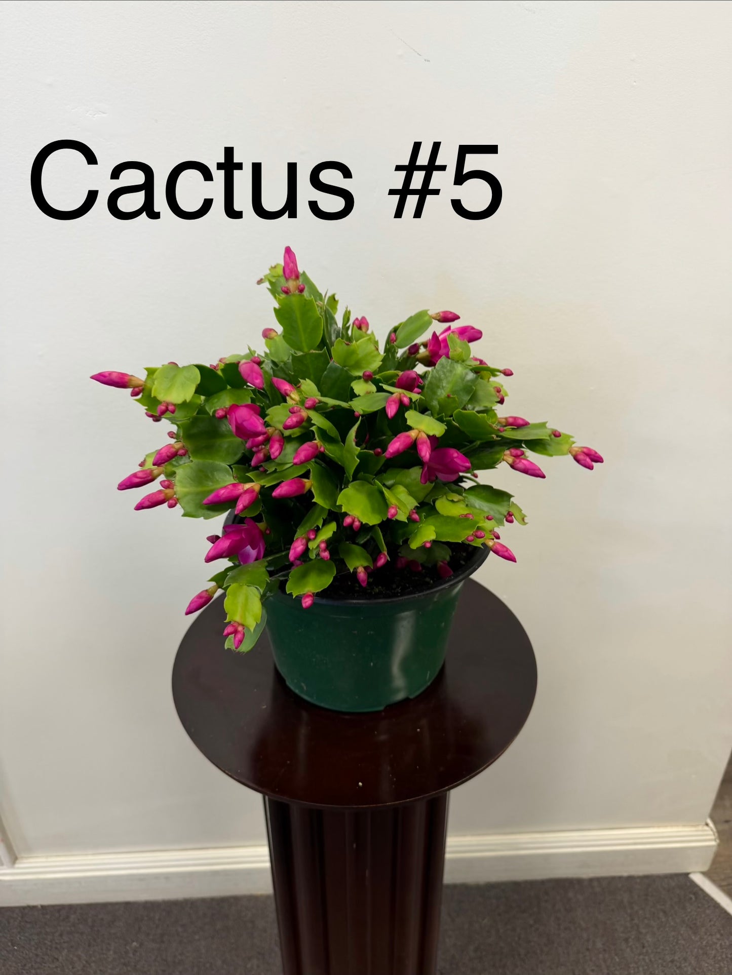 Christmas Cactus Zygocactus 8” Pot