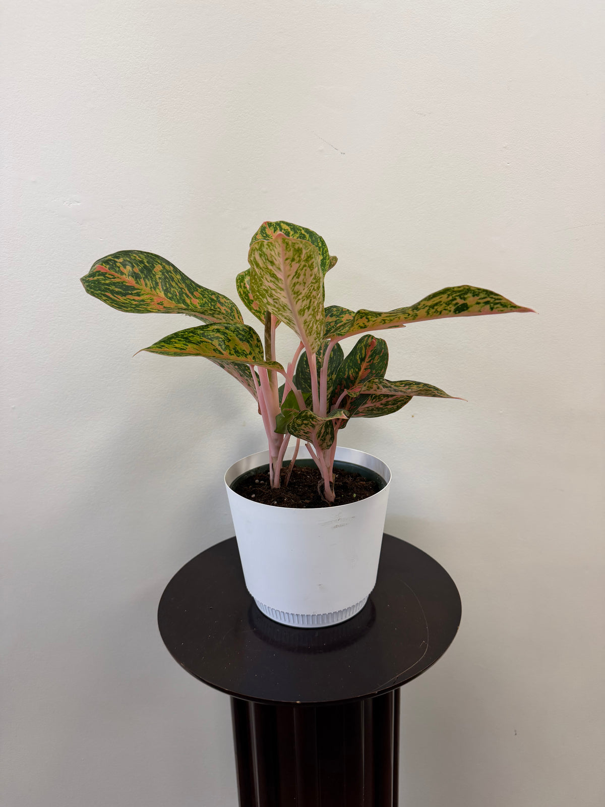 The Aglaonema Pink Eileen by Country Tropicals, displayed in a 6-inch pot, features vibrant green and pink-tinged foliage and rests on a dark, round stand against a plain white wall—creating a striking yet easy-care accent.