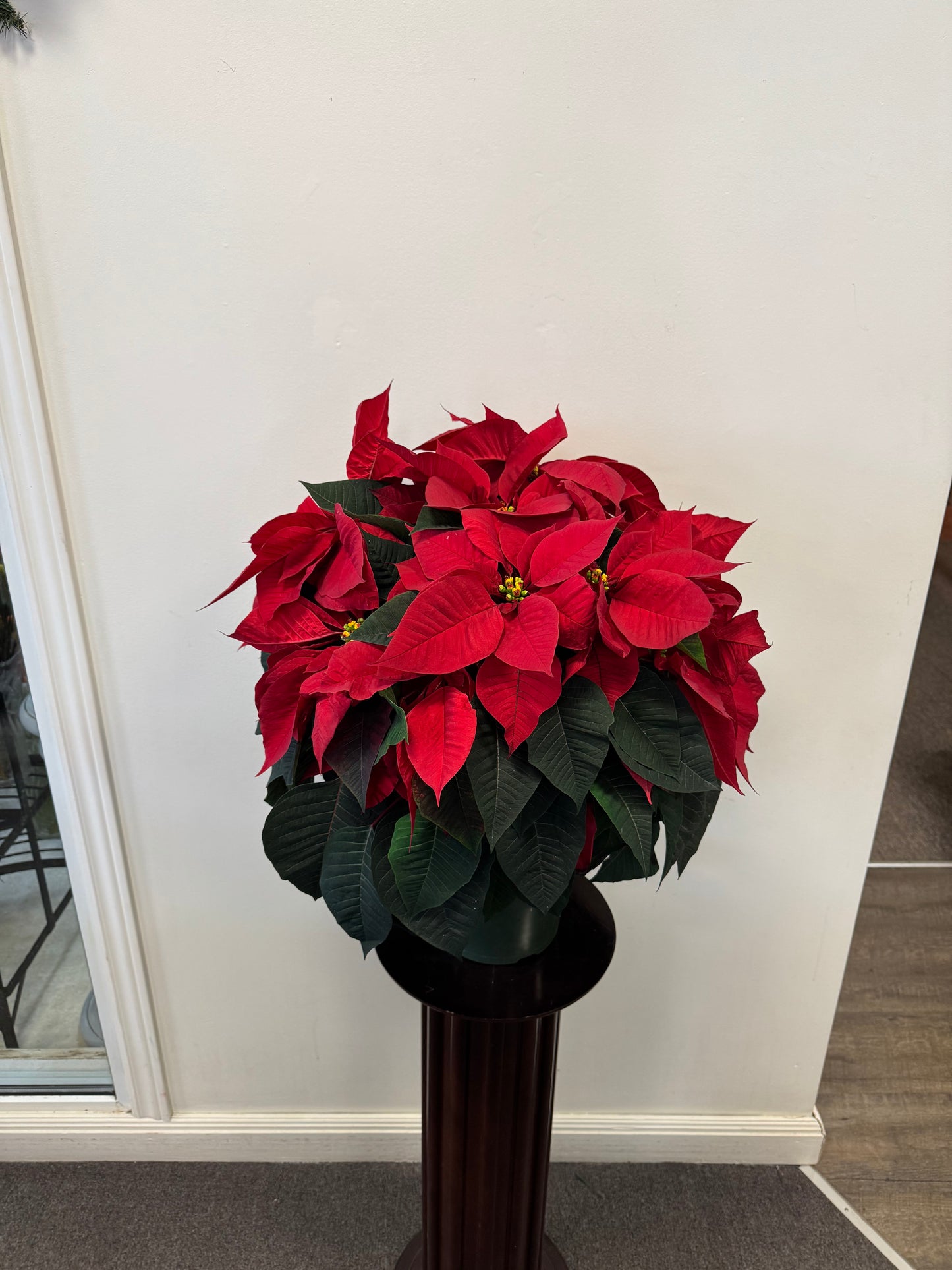 Poinsettia 8” Pot